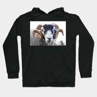 Swaledale Ram Hoodie